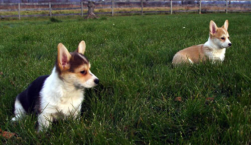 Tri Color and Red and White Corgi Puppies available