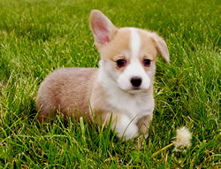 Stitch's second red and white corgi puppy