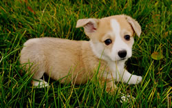 Stitch's Red and White Corgi Puppy - six weeks, female - Gorgeous!