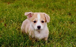 Stitch's red and white female at 6 weeks. Beautiful puppy!