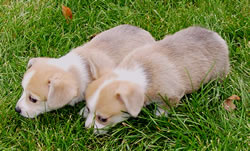 Stitch's - pair of red and white corgi puppies