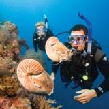 Divers with Chambered Nautiluses ... Increase your Excitement ... become a PADI Advanced Open Water Diver