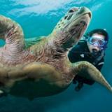 Diver with Sea Turtle ... see more, do more ... become a PADI Adventure Diver