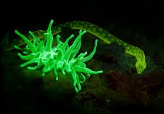 Experience night diving like you have never seen it before!