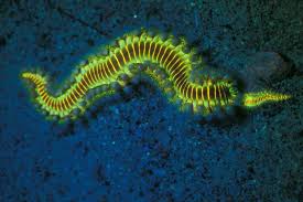 Experience night diving like you have never seen it before!
