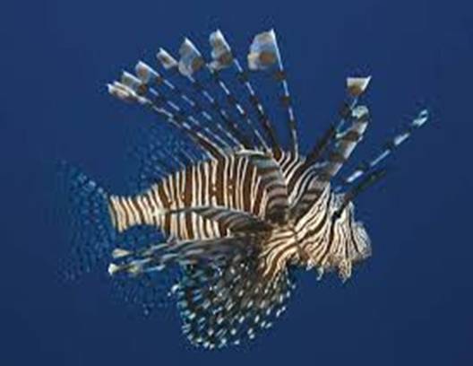 Help protect our reefs from invasive Lionfish ... become a PADI Lionfish Hunter