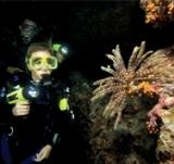 See what you've been missing at night ... become a PADI Night Diver