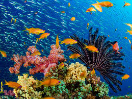 Dive More, Have More Fun ... become a PADI Underwater Naturalist Specialty Instructor