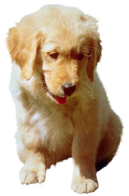 Puppy