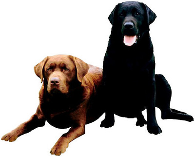 Pet sitting dogs