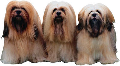 Dogs in a row