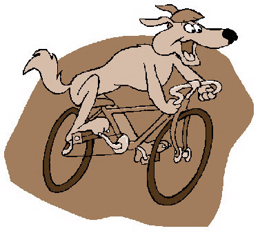 Dog on bike