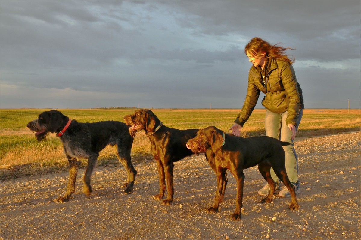 deutsch drahthaar breeders