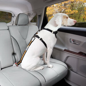 Kurgo Dog Seat Belt Tether Furry Travelers Pet Supplies