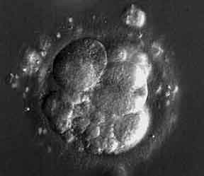 advancedfertilityofchicago advancedfertilityofchicago