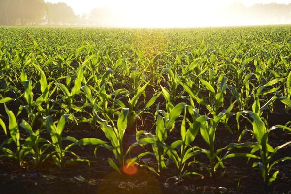 crops