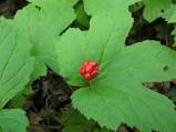goldenseal