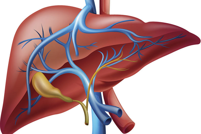 liver from upmc healthbeat