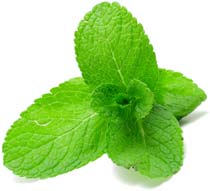 peppermint