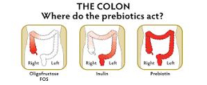 prebiiotic
