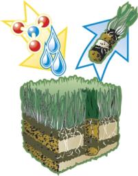 Lawn Aeration