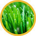 Lawn Fertilization Novi