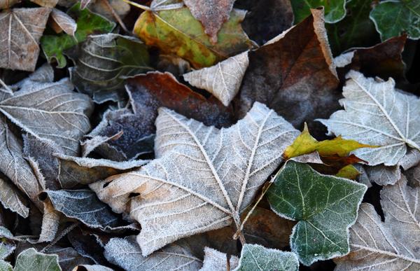 winter preparation lawn and garden