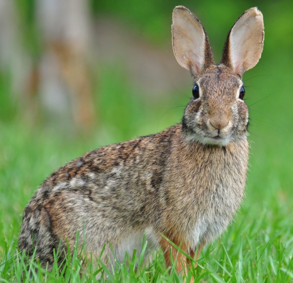 rabbit - eastern cottontail.jpg600x600