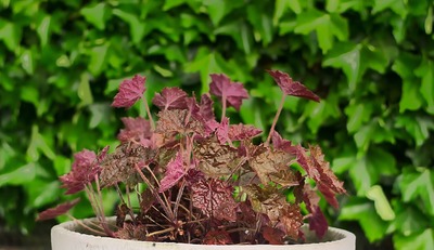 coral bells.jpg400x400 coral bells.jpg400x400