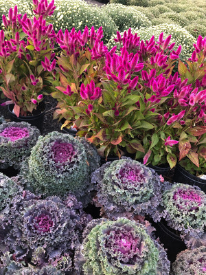 ornamental cabbage2.jpg400x400 ornamental cabbage2.jpg400x400