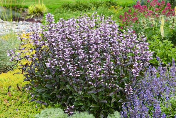 4 DAAlexander penstemon.jpg600x600 4 DAAlexander penstemon.jpg600x600
