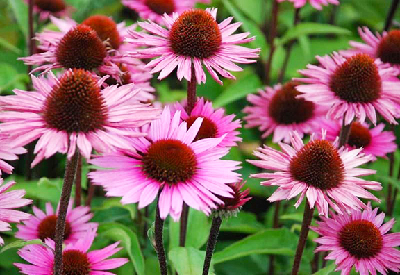 5 DAAlexander cone flower-1 5 DAAlexander cone flower-1