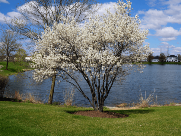1 Serviceberry.png600x600 1 Serviceberry.png600x600