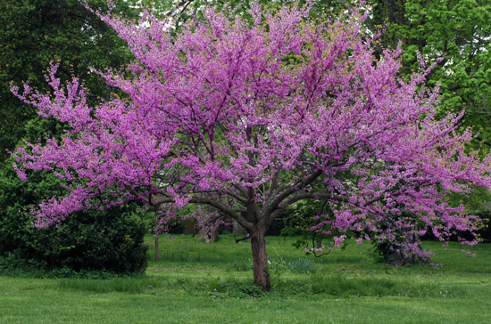 3 EASTERN REDBUD 3 EASTERN REDBUD