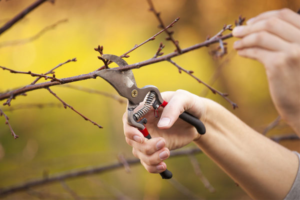 pruning.jpg600x600
