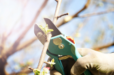 winter pruning.jpg400x400