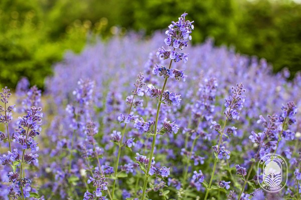 DAAlexander 5G7A4085 lavender nepeta.jpg600x600 DAAlexander 5G7A4085 lavender nepeta.jpg600x600