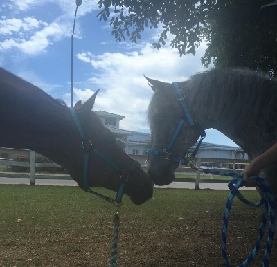 two horsesimagejpeg952 (2) (400x386)