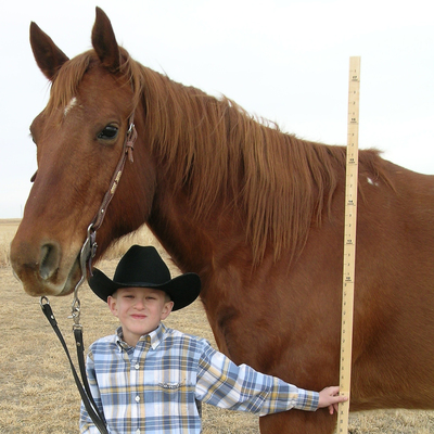 HorseMeasureRule
