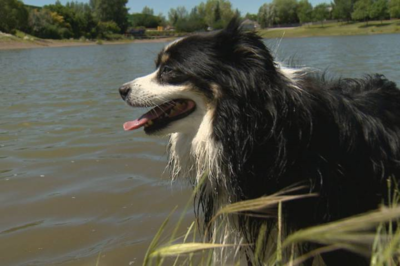 GPS Pet Tracking