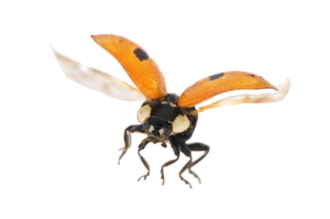 Our spy bug detectors act as electronic sweepers.