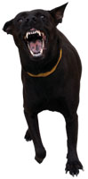 The CLOSER THEY GET, the more ferocious the barking dog alarm seems to get.