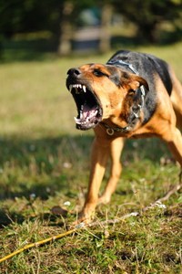 Threatened dogs will often bite no matter what their breed or size.