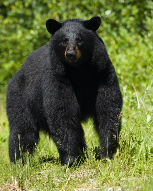 Usually bears attack when they are surprised or are protecting their young.