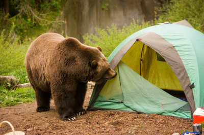 How do you think you would fare in a survival situation? Could you build a shelter? Could you light a fire without matches? Could you forage for food and purify water?
